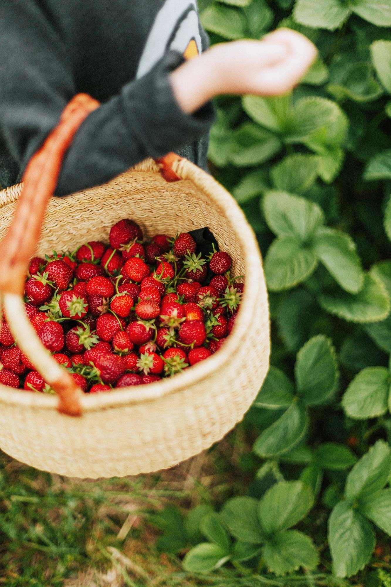 Erdbeeren pflücken 